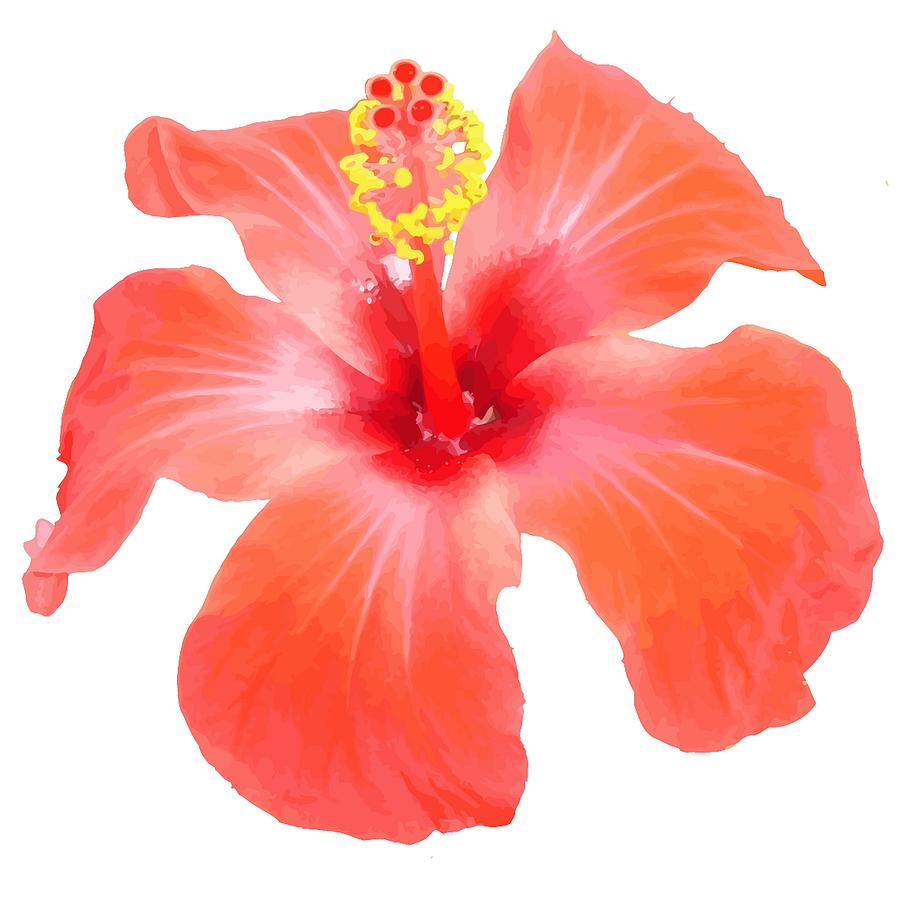 900x900 Red Hibiscus Vector Isolated Digital Art