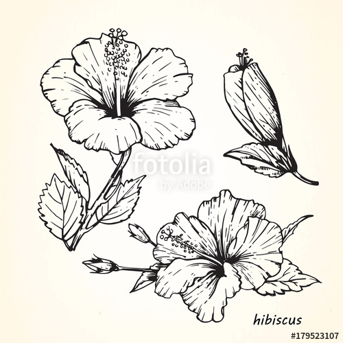 500x500 Set Of Hand Drawn Hibiscus, Vector Stock Image And Royalty Free