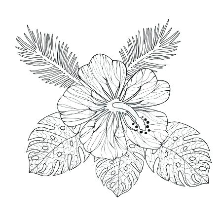 450x450 Drawings Of Hibiscus Flowers