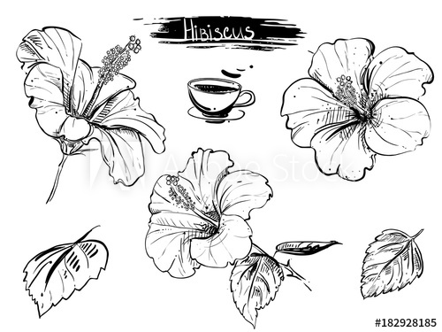 500x375 Hand Drawn Illustration Set Of Hibiscus Flowers, Branch, Leaf