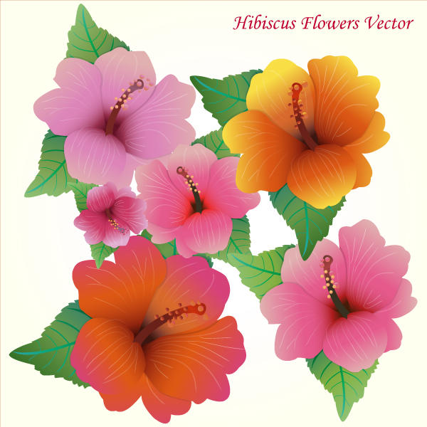 600x600 Hibiscus Flowers Vector Art Free