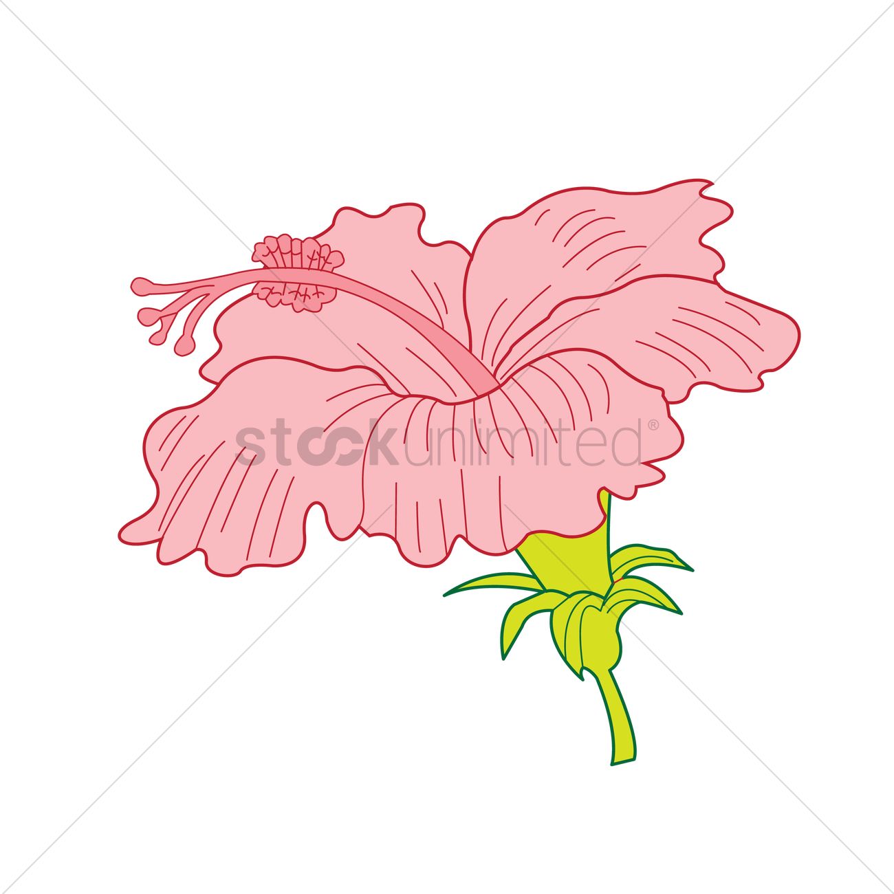 1300x1300 Hibiscus Vector Image