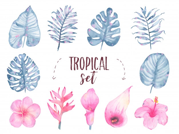 626x469 Hibiscus Vectors, Photos And Free Download
