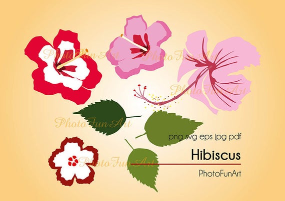 570x403 Hibiscus Art Vector Graphic Art Hibiscus Printable Etsy