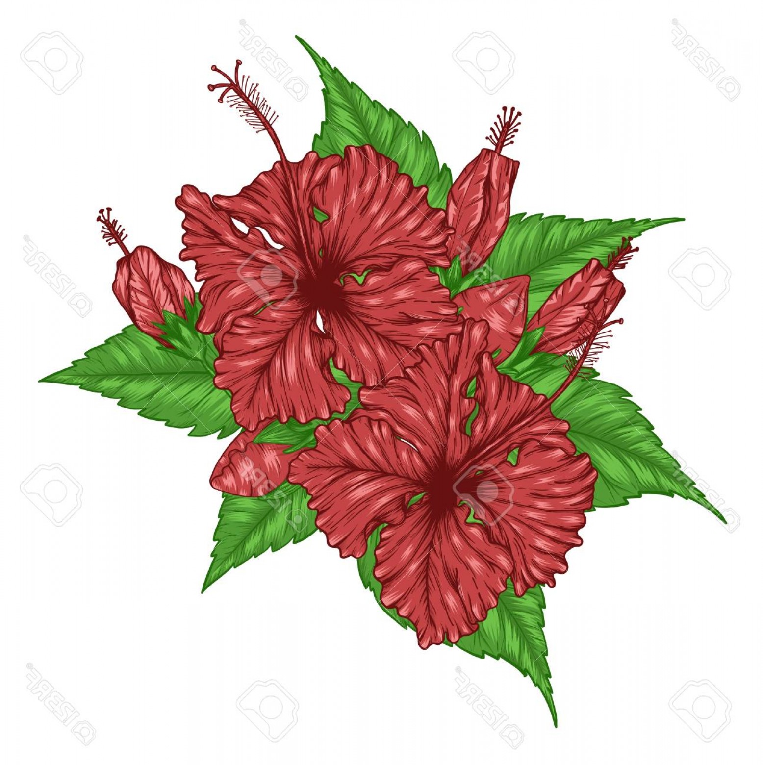 1556x1560 Photostock Vector Hibiscus Flower Vector