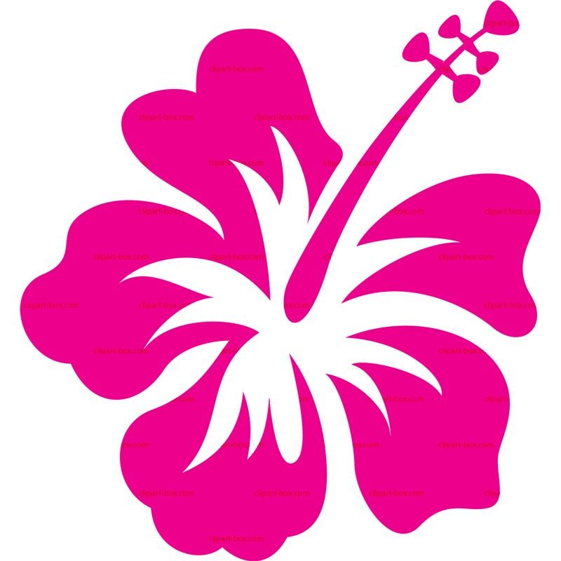 800x800 Clipart Hibiscus Royalty Free Vector Design