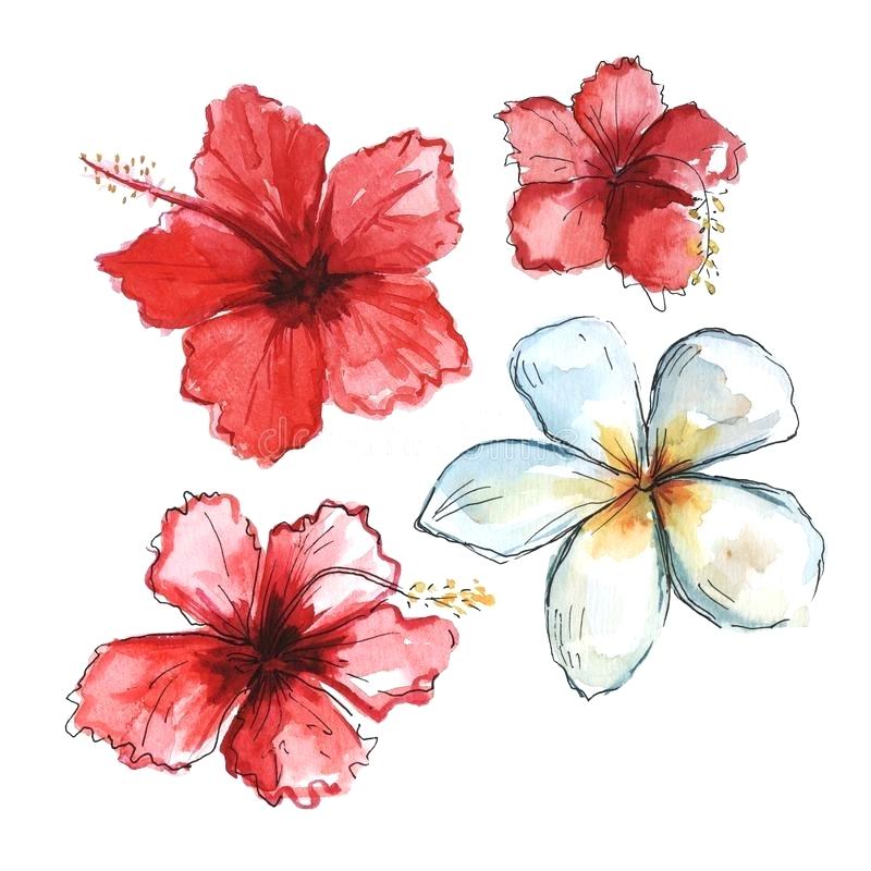 800x800 Free Vector Art Images Of Tropical Red Flowers
