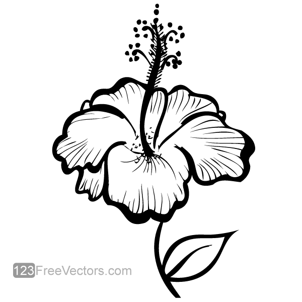 600x600 Hand Drawn Hibiscus Flower Vector