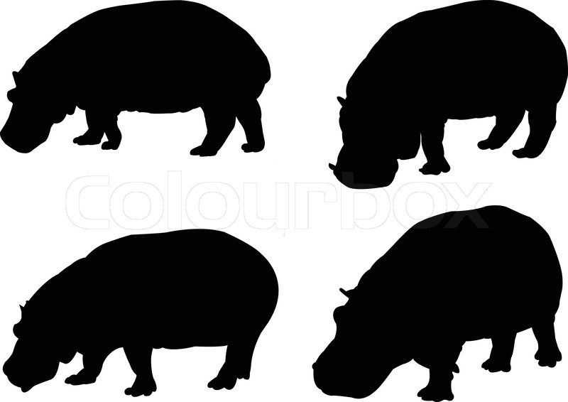 800x566 Hippo Collection