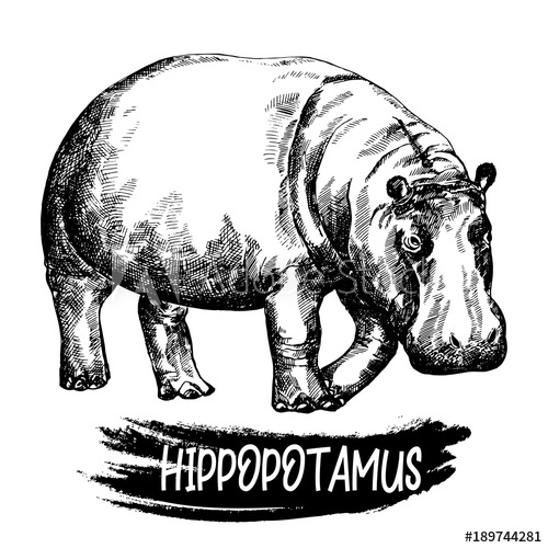 500x500 Hand Drawn Sketch Style Hippopotamus Vector Illustration Isolated