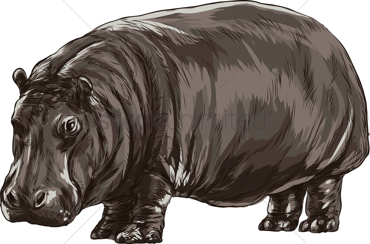 1300x858 Hippopotamus Vector Image