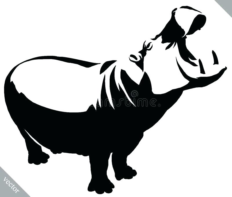 800x677 Hippopotamus Drawings