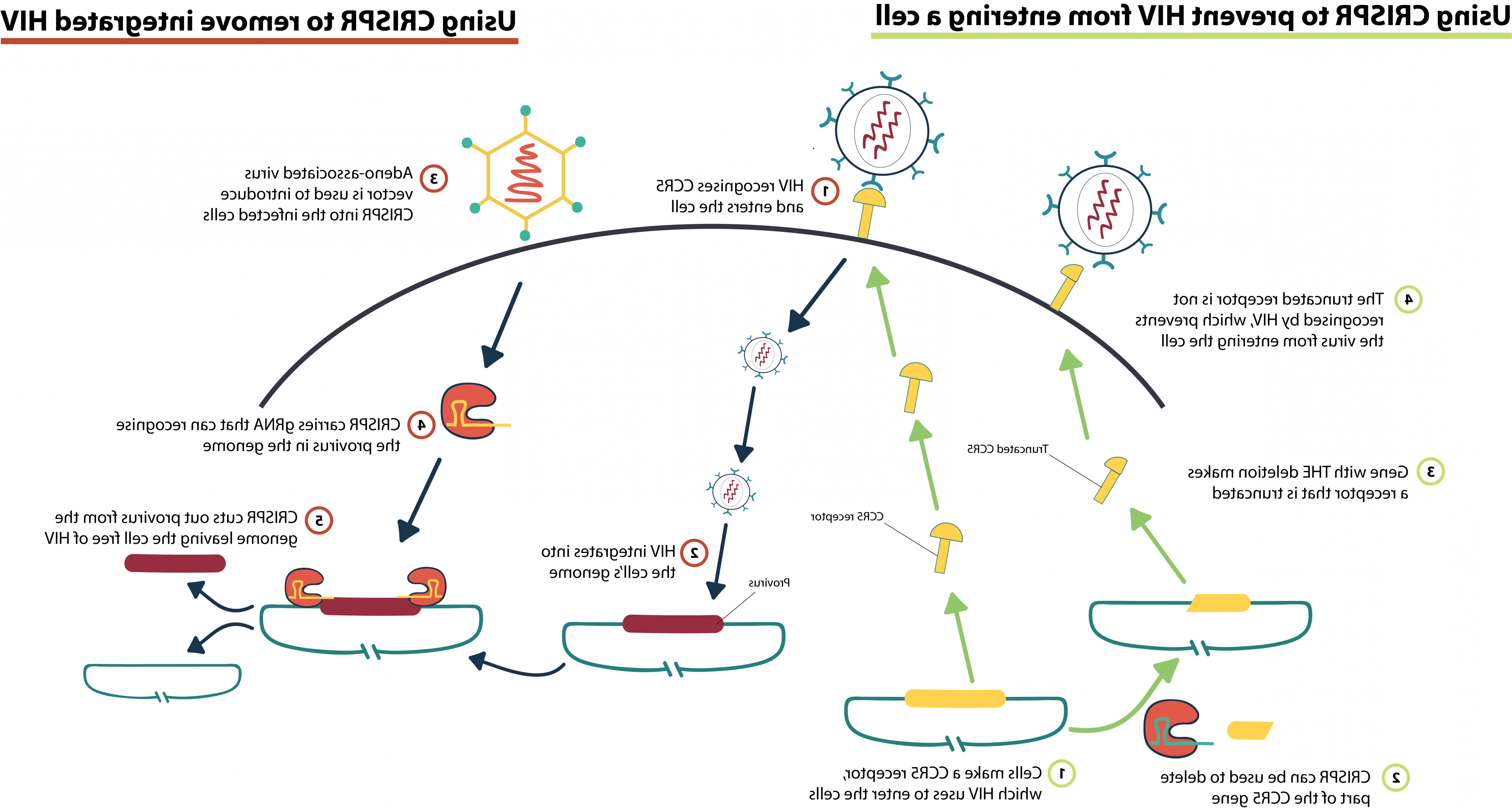 7366x3938 Hiv Vector Gene Therapy Savoyuptown