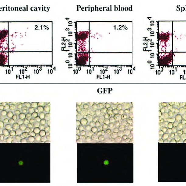 611x611 In Vivo Targeted Gene Transfer