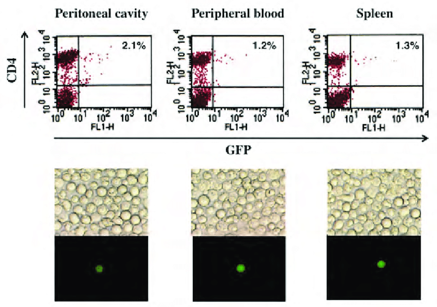 850x598 In Vivo Targeted Gene Transfer