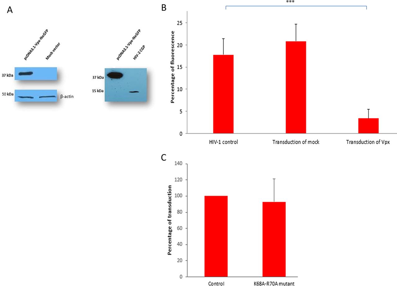 1280x924 Inhibitory Effects Of Hiv Vpx On Replication Of Hiv Journal