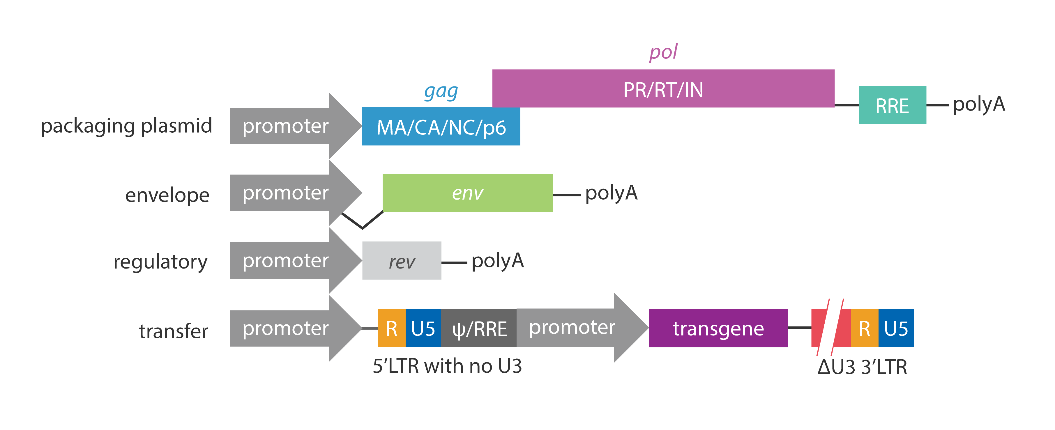 3623x1478 Lentivirus