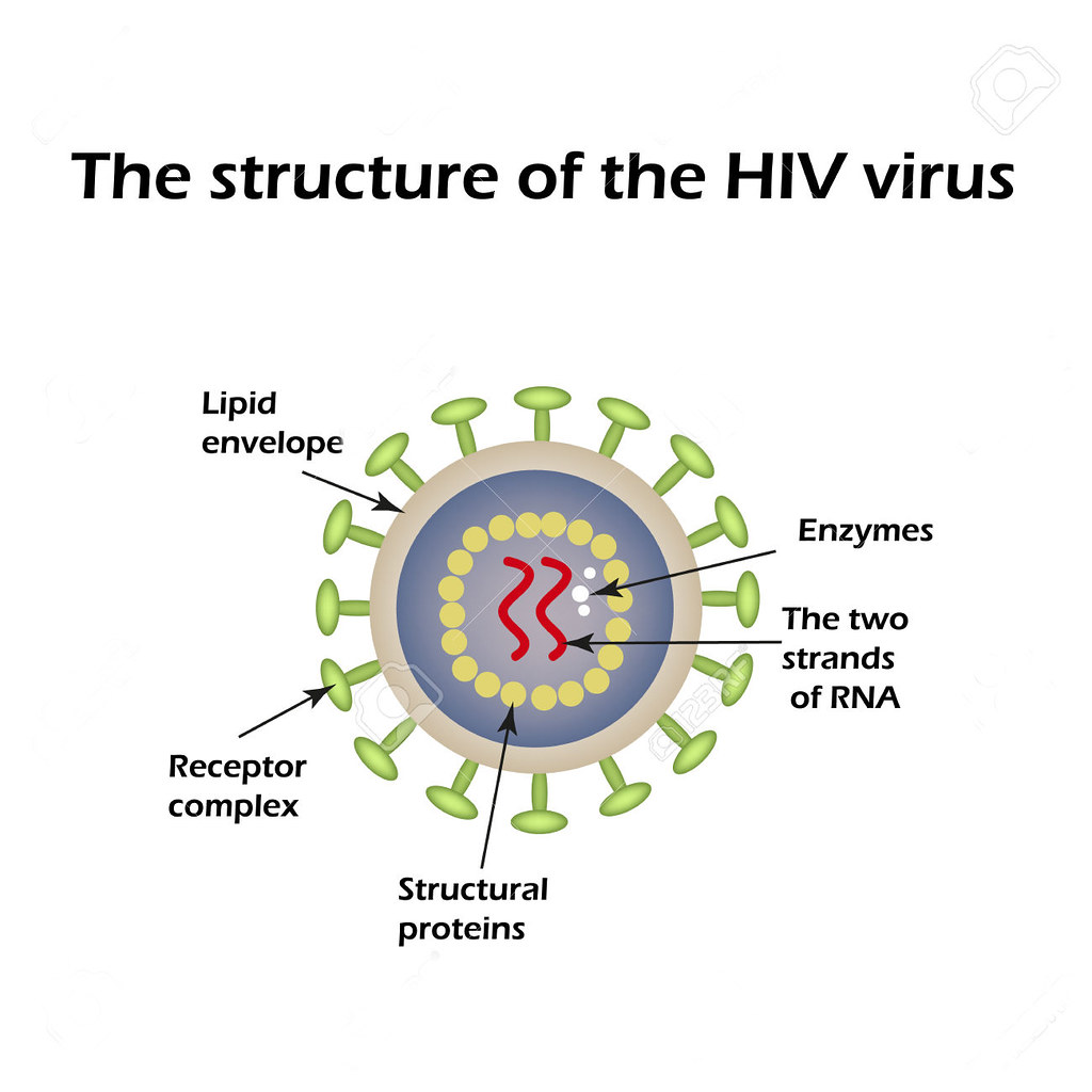 1024x1024 The Structure Of The Aids Virus Hiv Vector