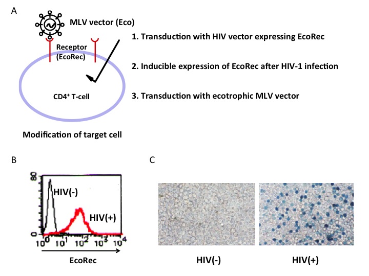 720x540 Development And Application Of Hiv Vectors Pseudotyped With Hiv