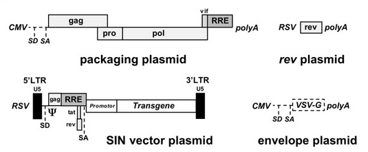 535x221 Hiv Derived Lentiviral Vectors And Their Use As Gene Therapy