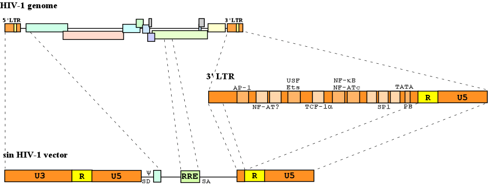 1001x382 Helix Hiv Lentivirus Vectors