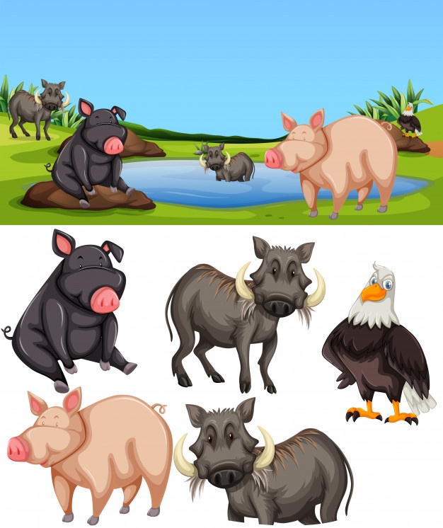 626x746 Hog Vectors, Photos And Free Download