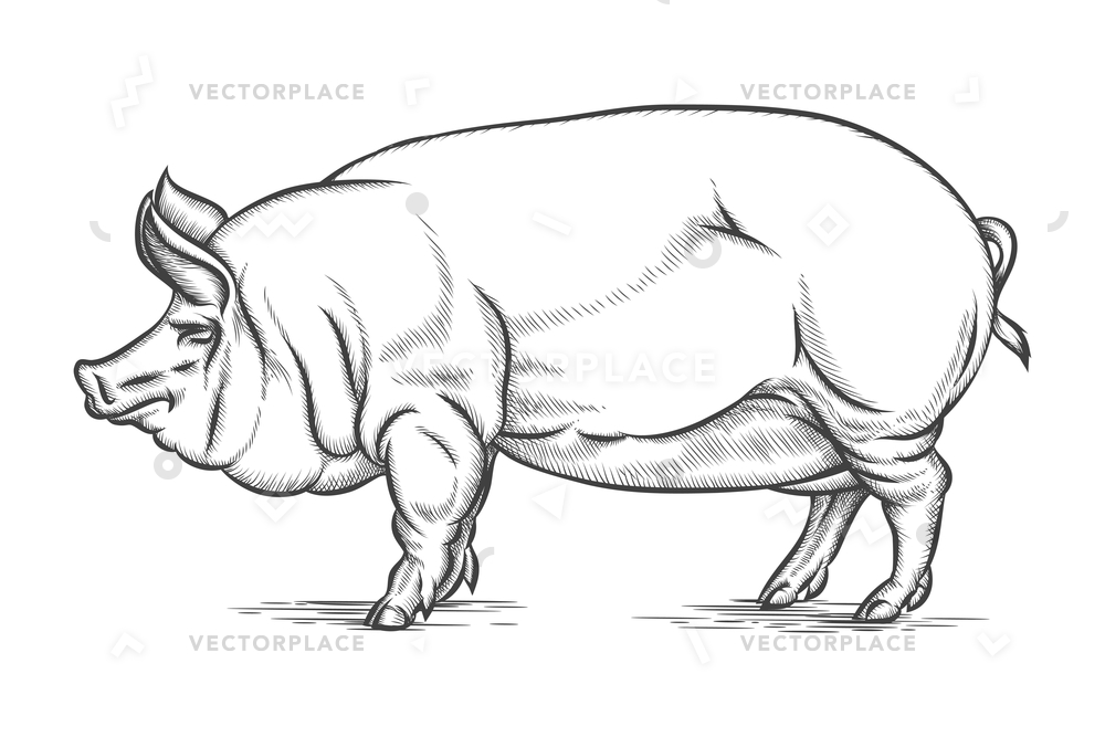 1000x667 Engraving Big Pig Or Hog Hand Vector Illustration