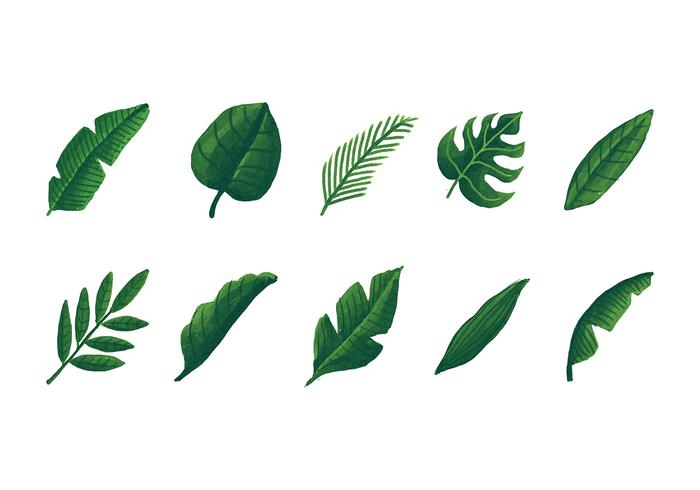 700x490 Hojas Vector