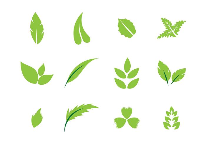 700x490 Hojas Vector