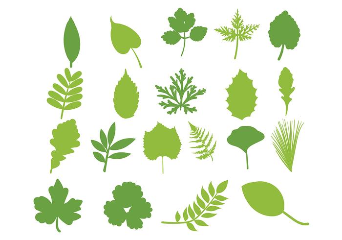 700x490 Hojas Vector Leaf Set
