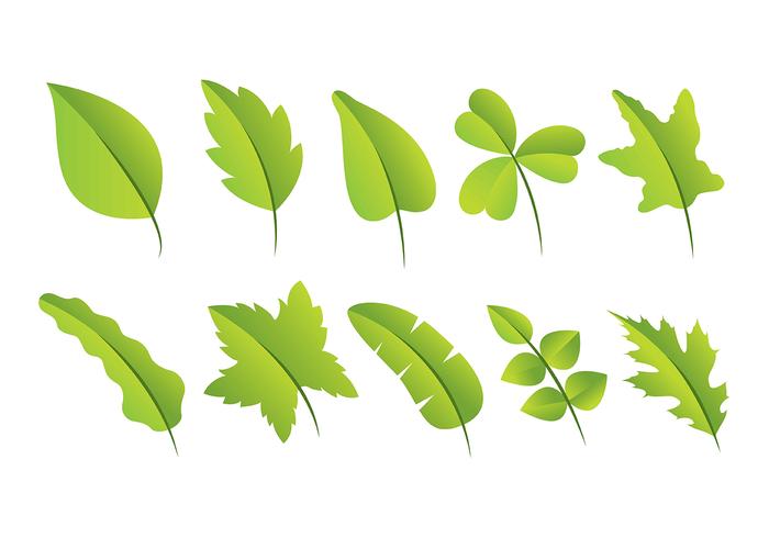 700x490 Hojas Vector Pack