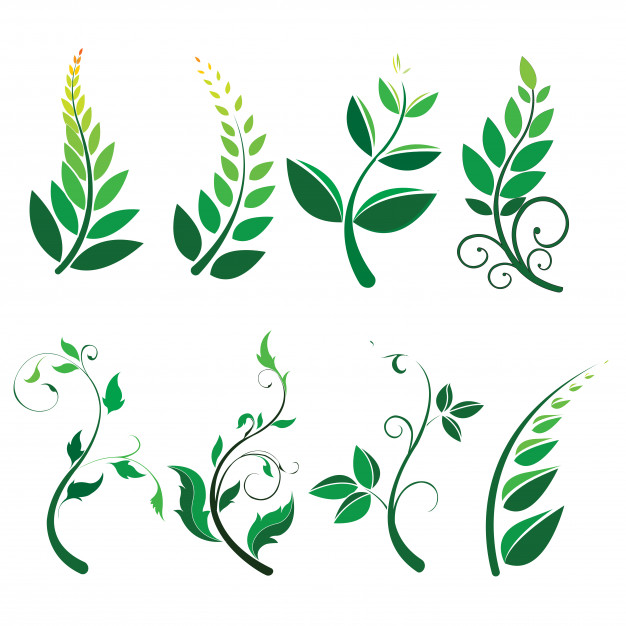 626x626 Verde Hojas Vector Sobre Fondo Blanco Descargar