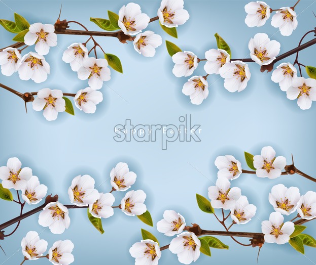 623x524 Cherry Flowers Border Vector Realistic Branches Spring Blossom