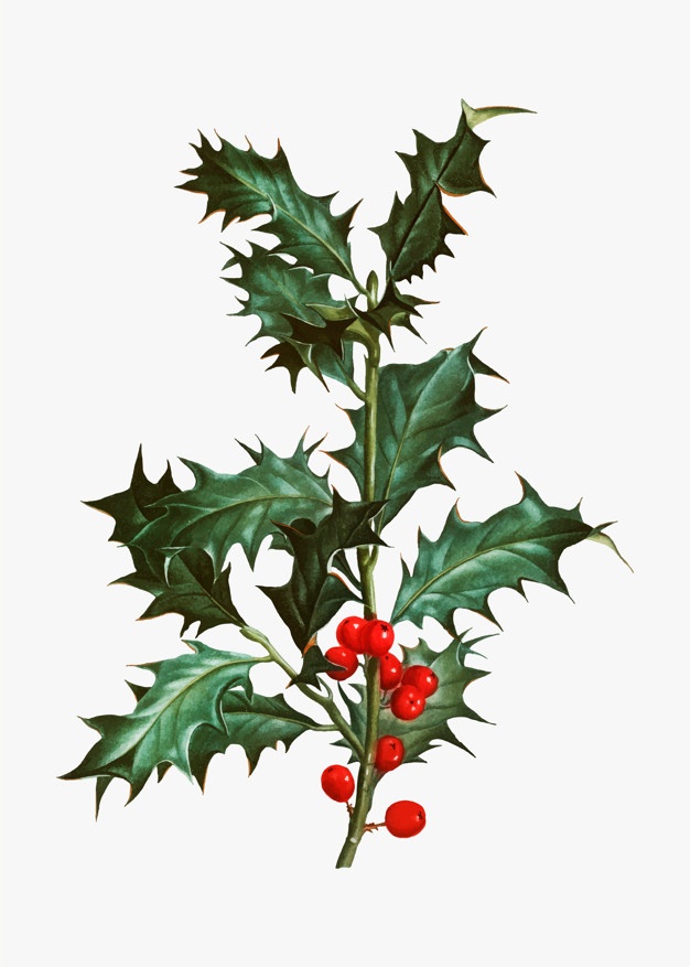 626x877 Holly Berry Vectors, Photos And Free Download