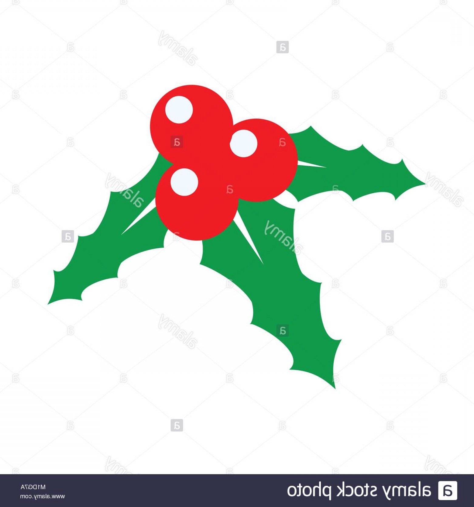 1560x1668 Stock Photo Holly Berry Flat Design Vector Graphic Illustration