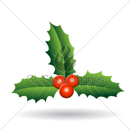 500x500 Holly Berries With Seperate Green Leaves Vector Illustration Gl
