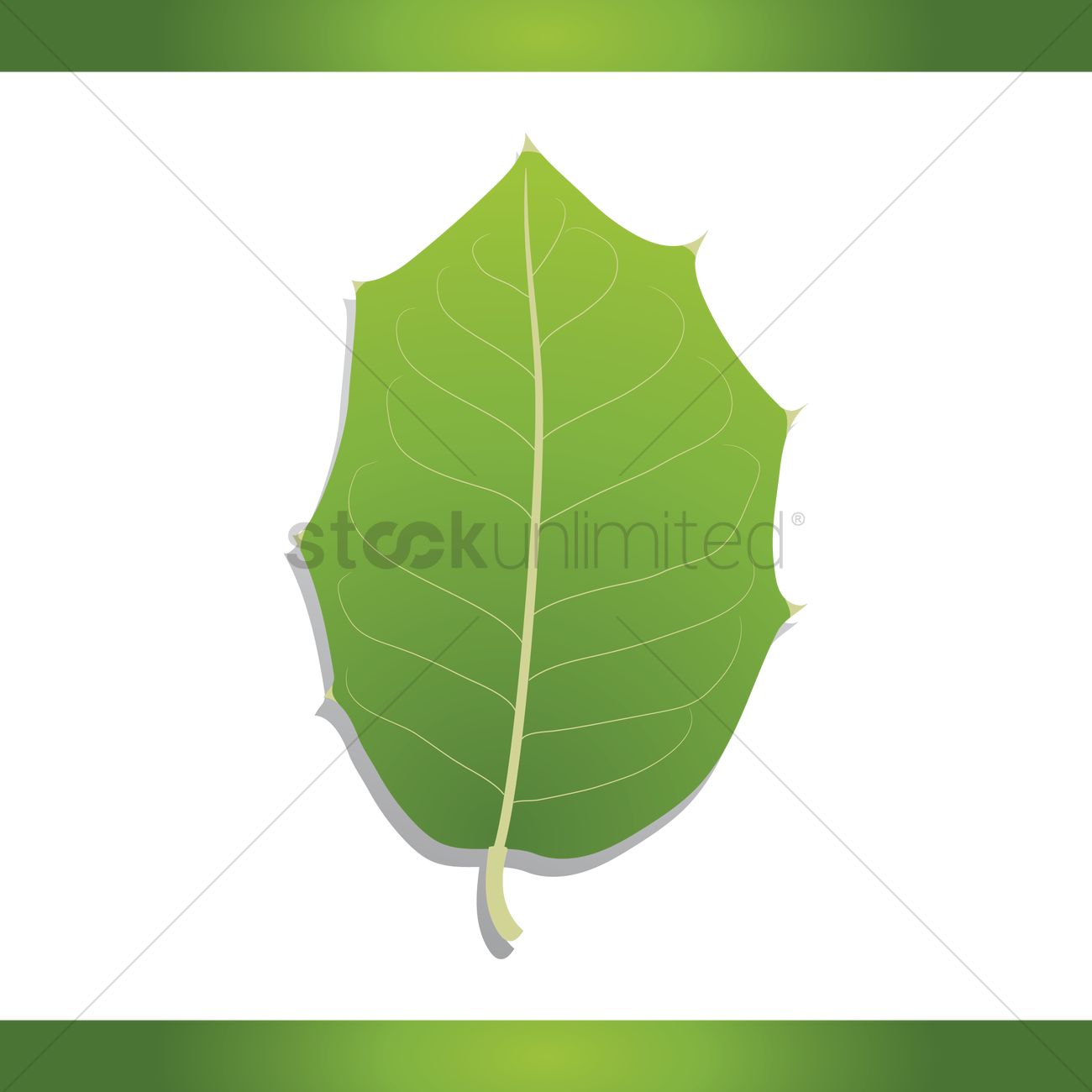 1300x1300 American Holly Leaf Vector Image