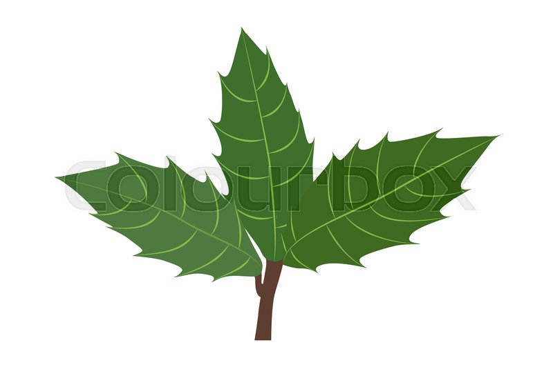 800x535 Holly Branch With Leaves Vector Stock Vector Colourbox