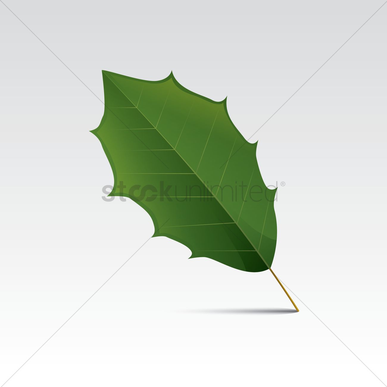 1300x1300 Holly Leaf Vector Image
