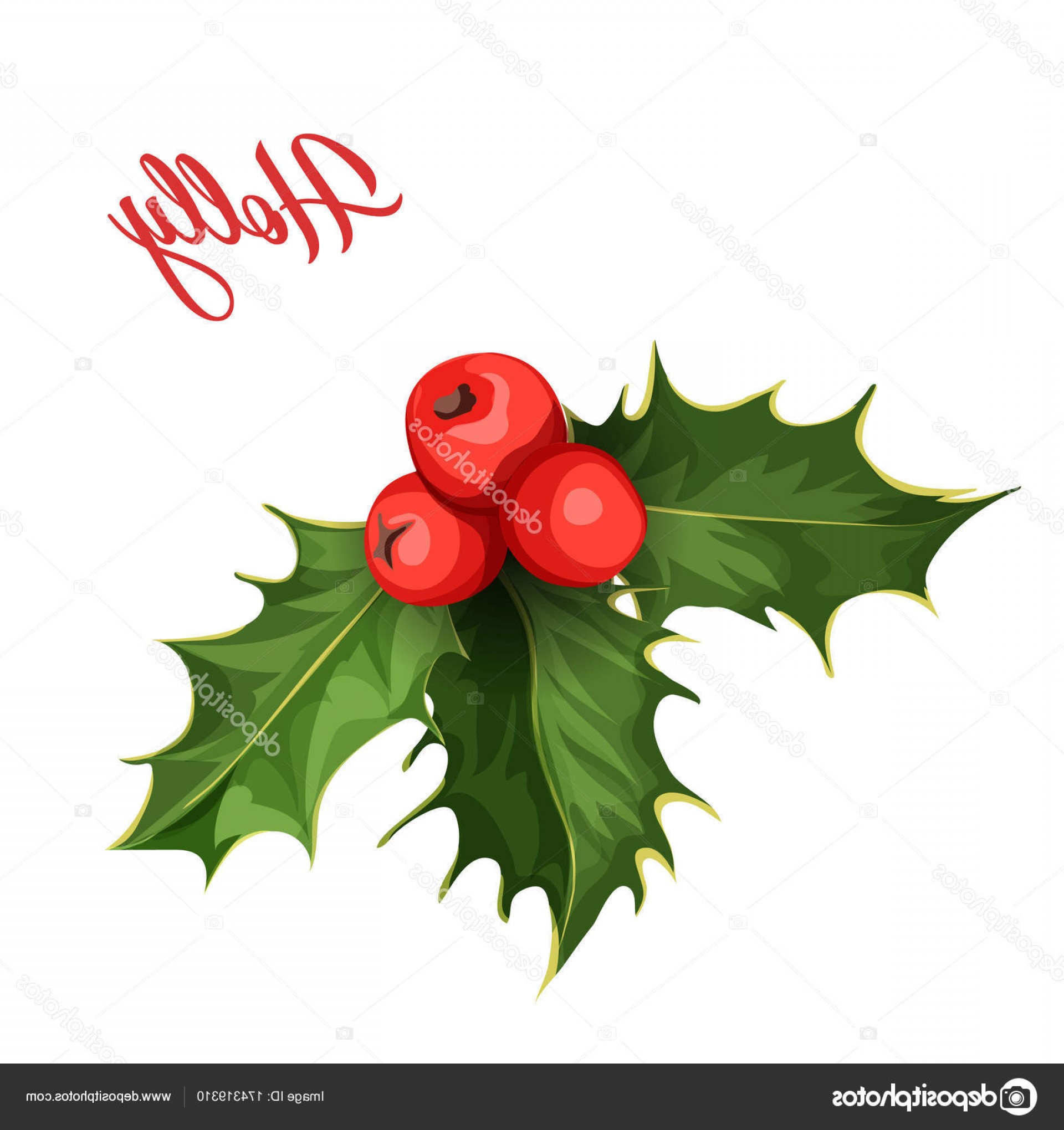 Holly Leaf Vector at Vectorified.com | Collection of Holly Leaf Vector ...