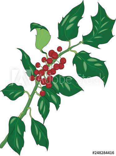 Holly Vector Illustration 373x500 Holly Vector Illustration