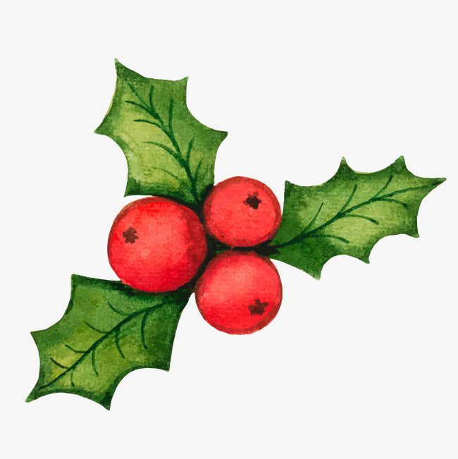 Christmas Holly Decorations Vector Material, Vector, Holly 650x651 Christmas Holly Decorations Vector Material, Vector, Holly