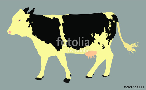 500x310 Cow Vector Illustration Isolated On Gray Background Cow Grazing