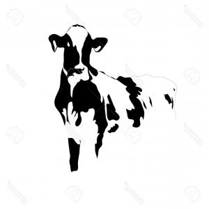 300x300 Photoportrait Big Black And White Cow Vector Hoodamathrun