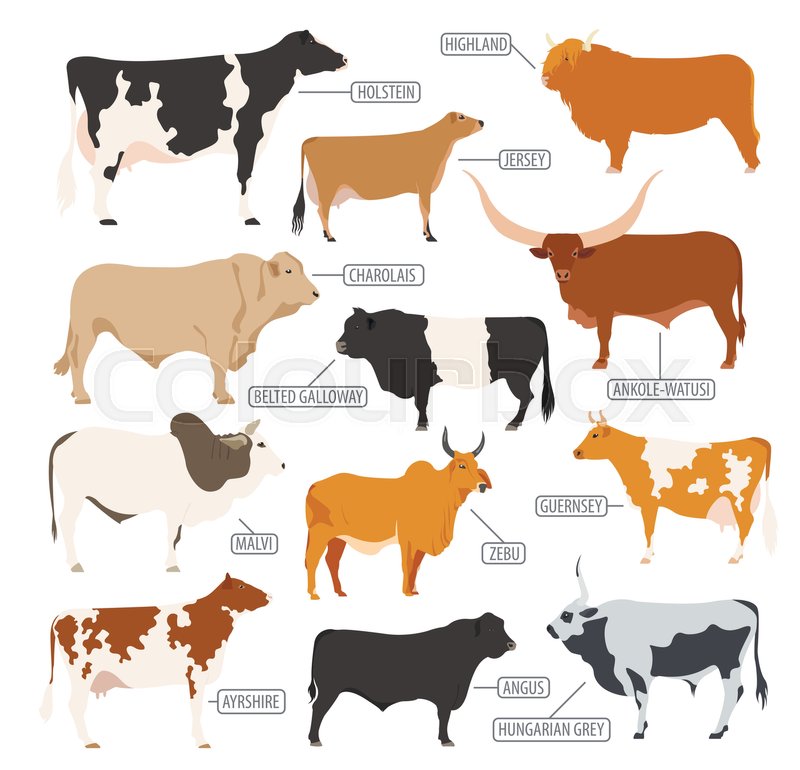 Holstein Cow Vector at Vectorified.com | Collection of Holstein Cow ...