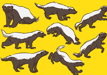 352x247 Honey Badger Vector Free Vector Download Cannypic