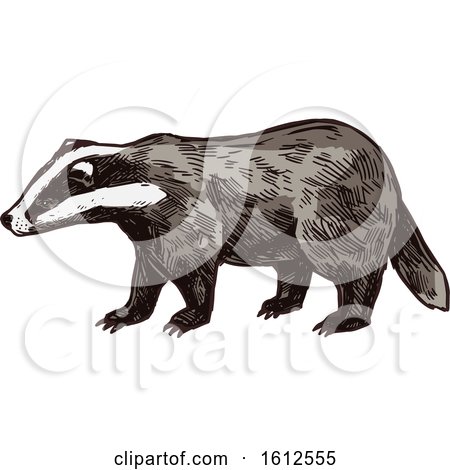 450x470 Clipart Of A Sketched Honey Badger
