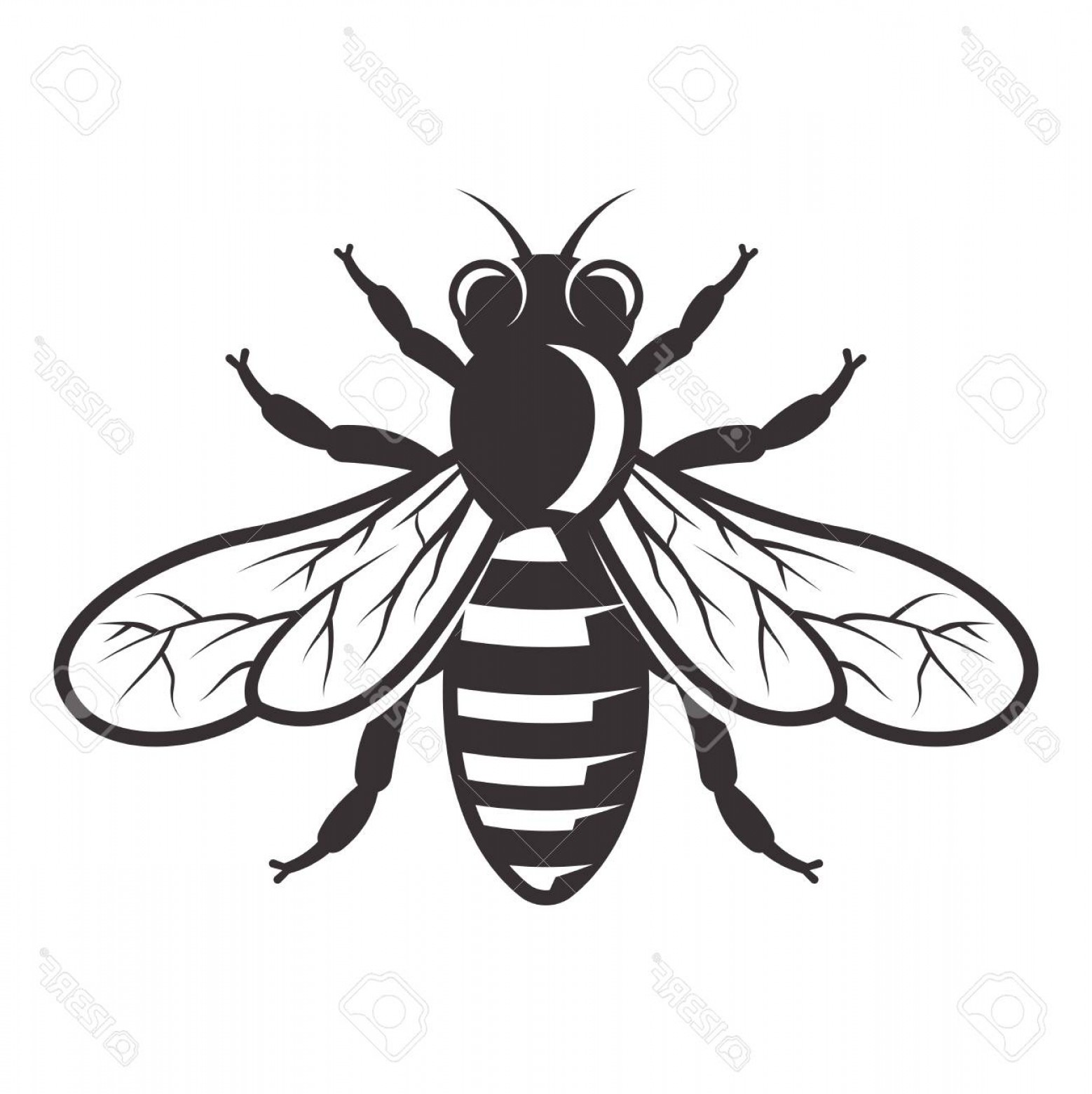 1558x1560 Honey Bee Vector Illustration Lamaison