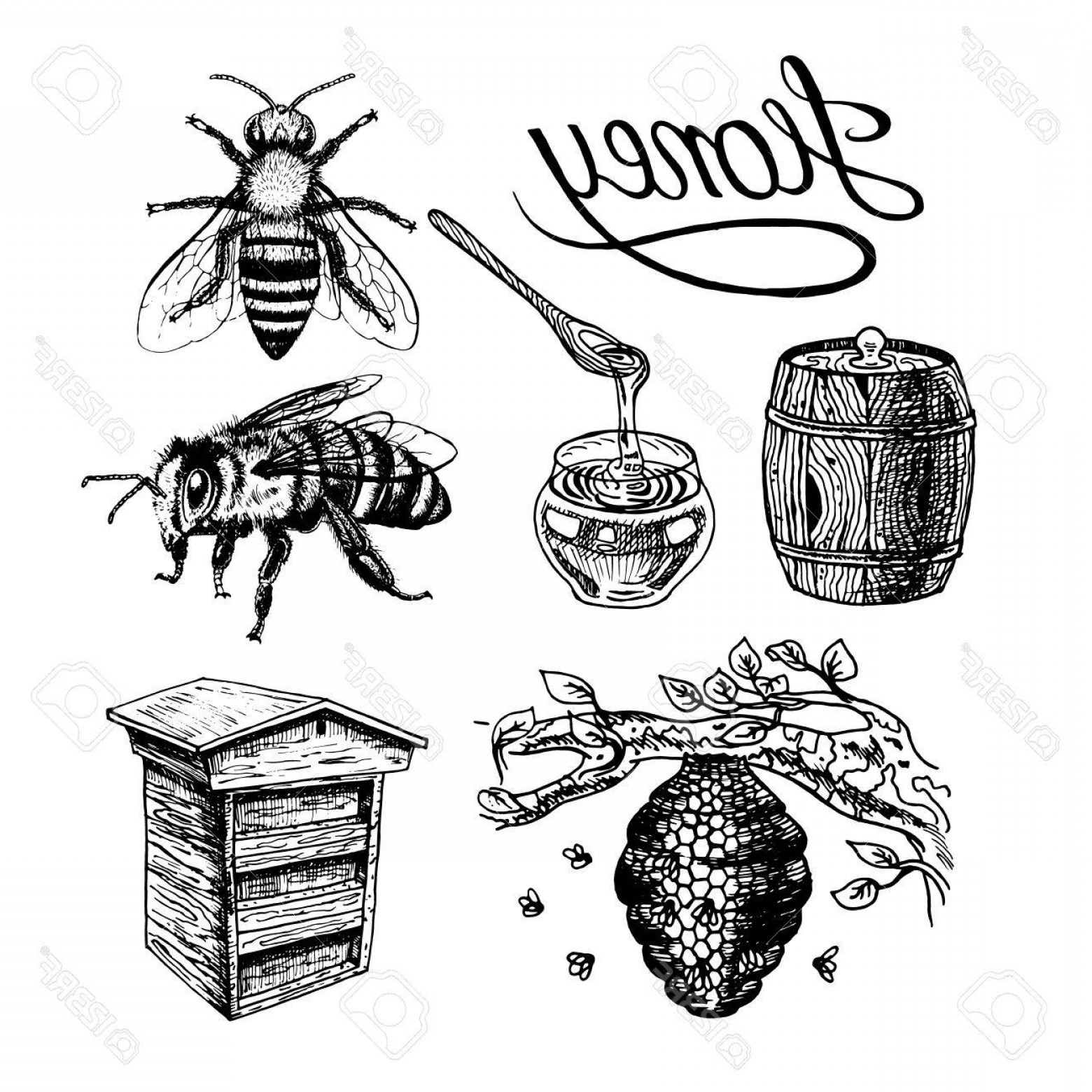 1560x1560 Honey Vector Vintage Spoons Handandbeak