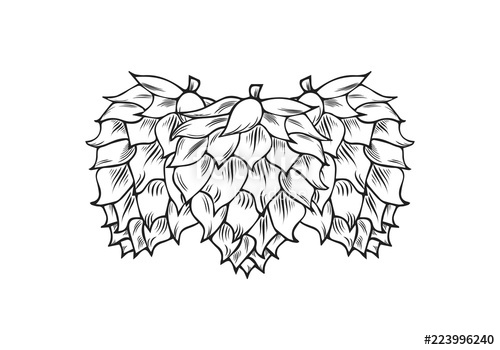 500x350 Hand Drawn Sketch Of Hop Cone Icon Template Humulus For Beer